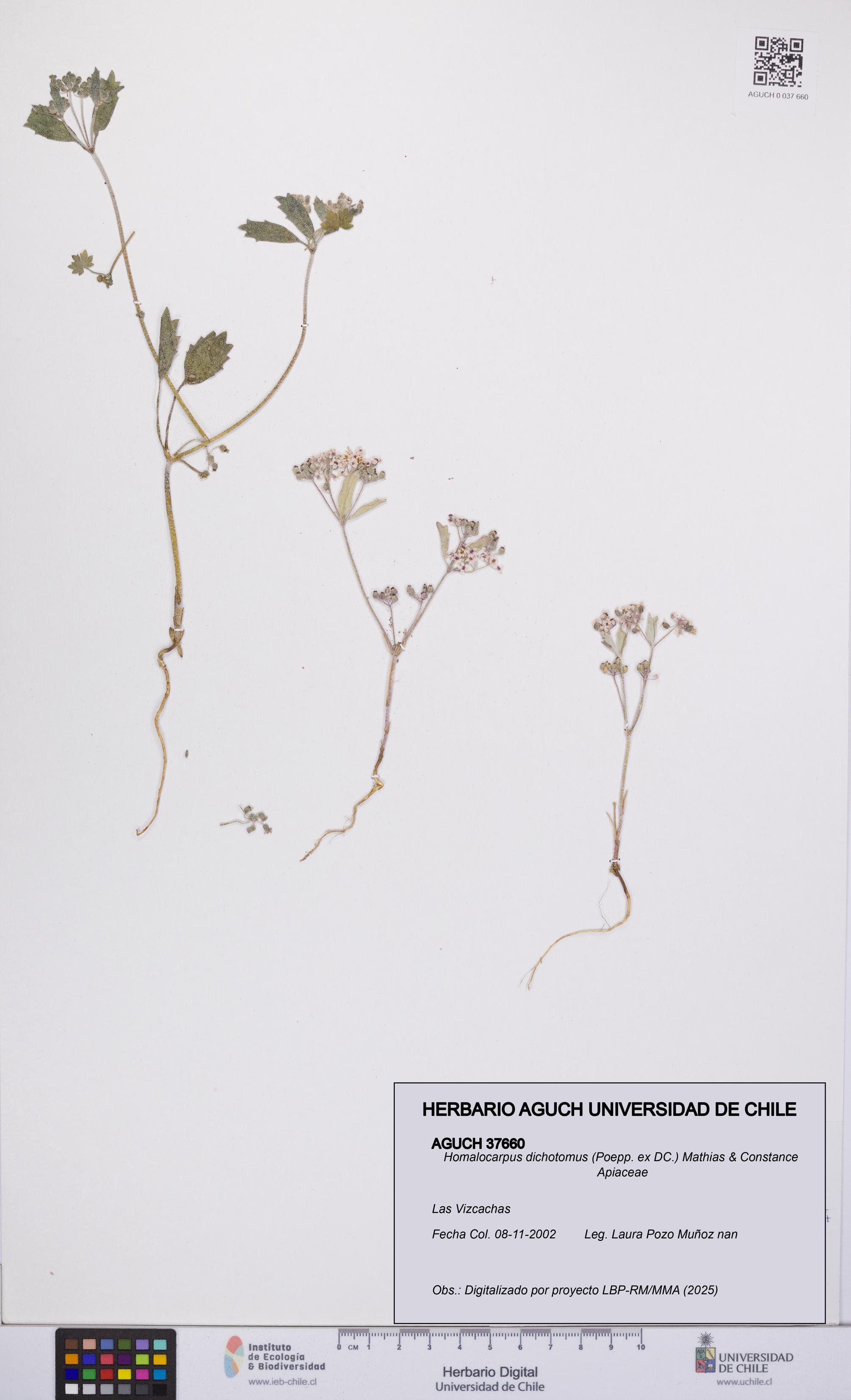 Homalocarpus dichotomus [Espécimen: UCH:AGUCH:0037660]