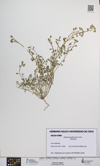 Adesmia tenella [Espécimen: UCH:AGUCH:0037663]