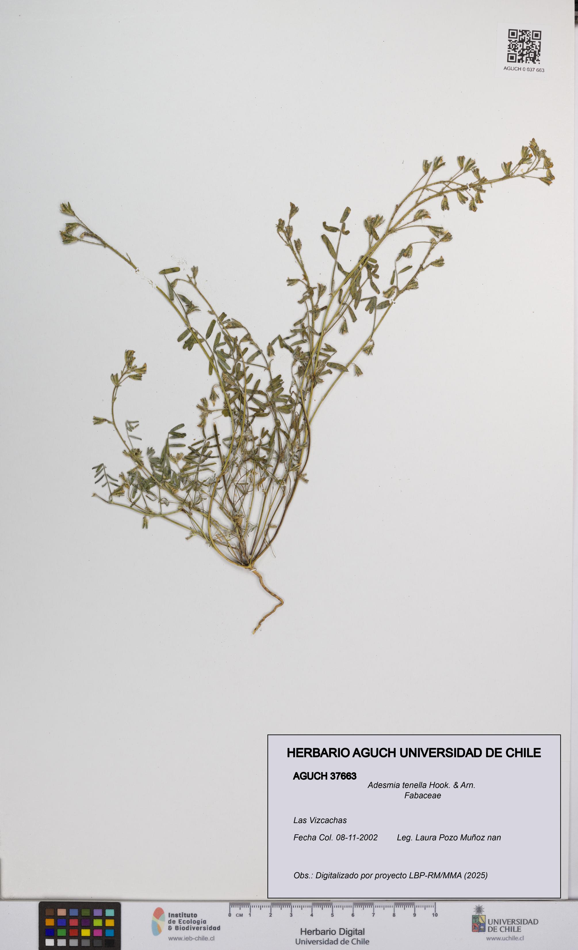 Adesmia tenella [Espécimen: UCH:AGUCH:0037663]