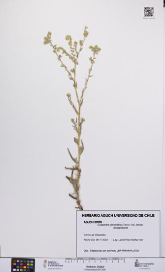 Cryptantha clandestina [Espécimen: UCH:AGUCH:0037676]