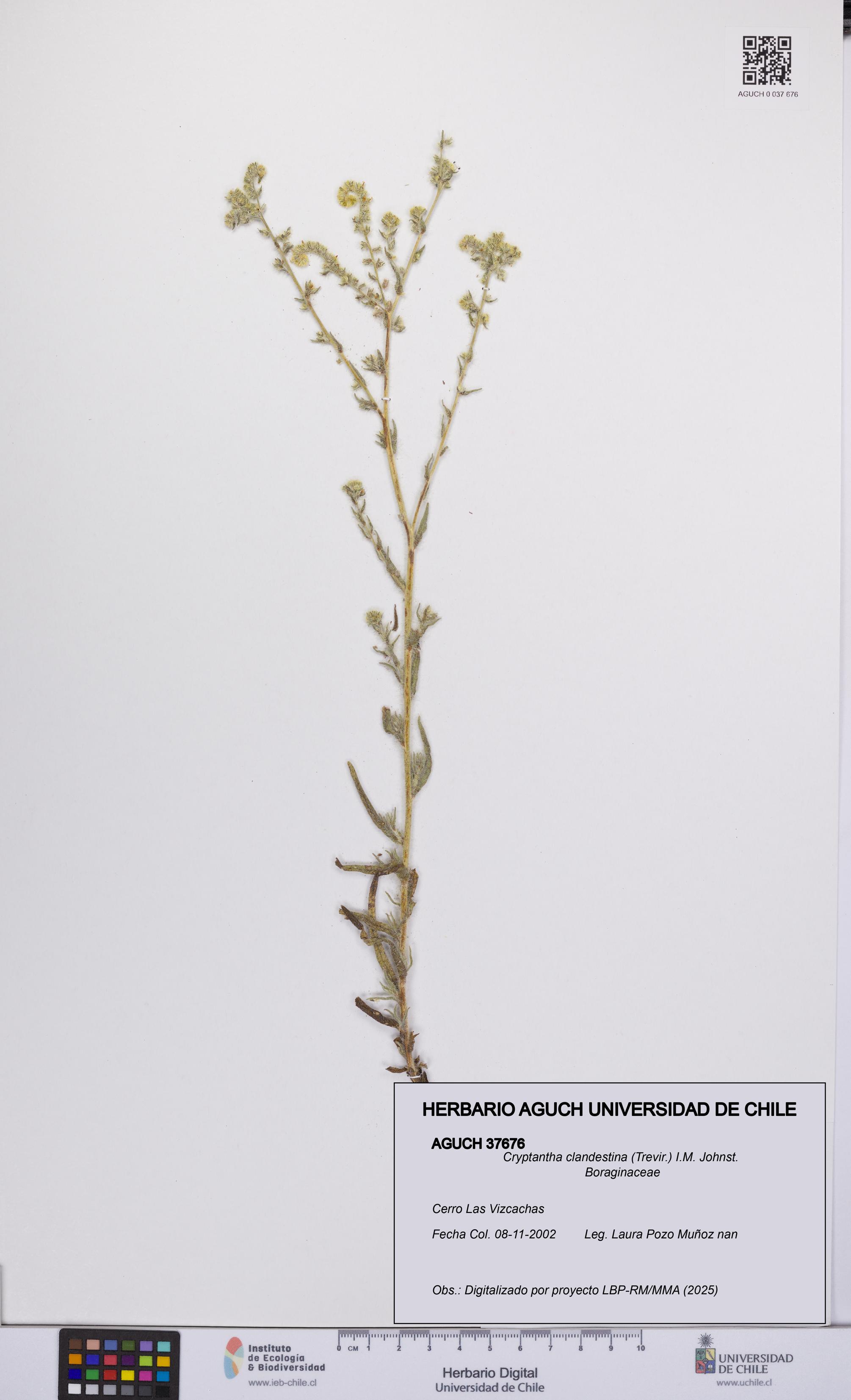 Cryptantha clandestina [Espécimen: UCH:AGUCH:0037676]