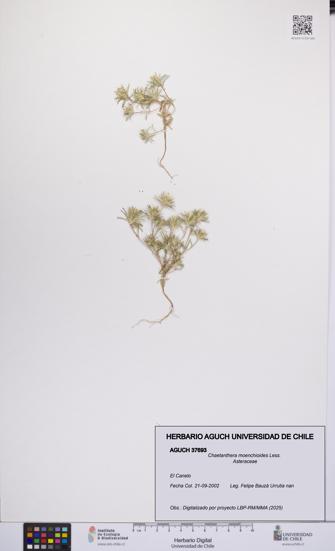 Chaetanthera moenchioides [Espécimen: UCH:AGUCH:0037693]