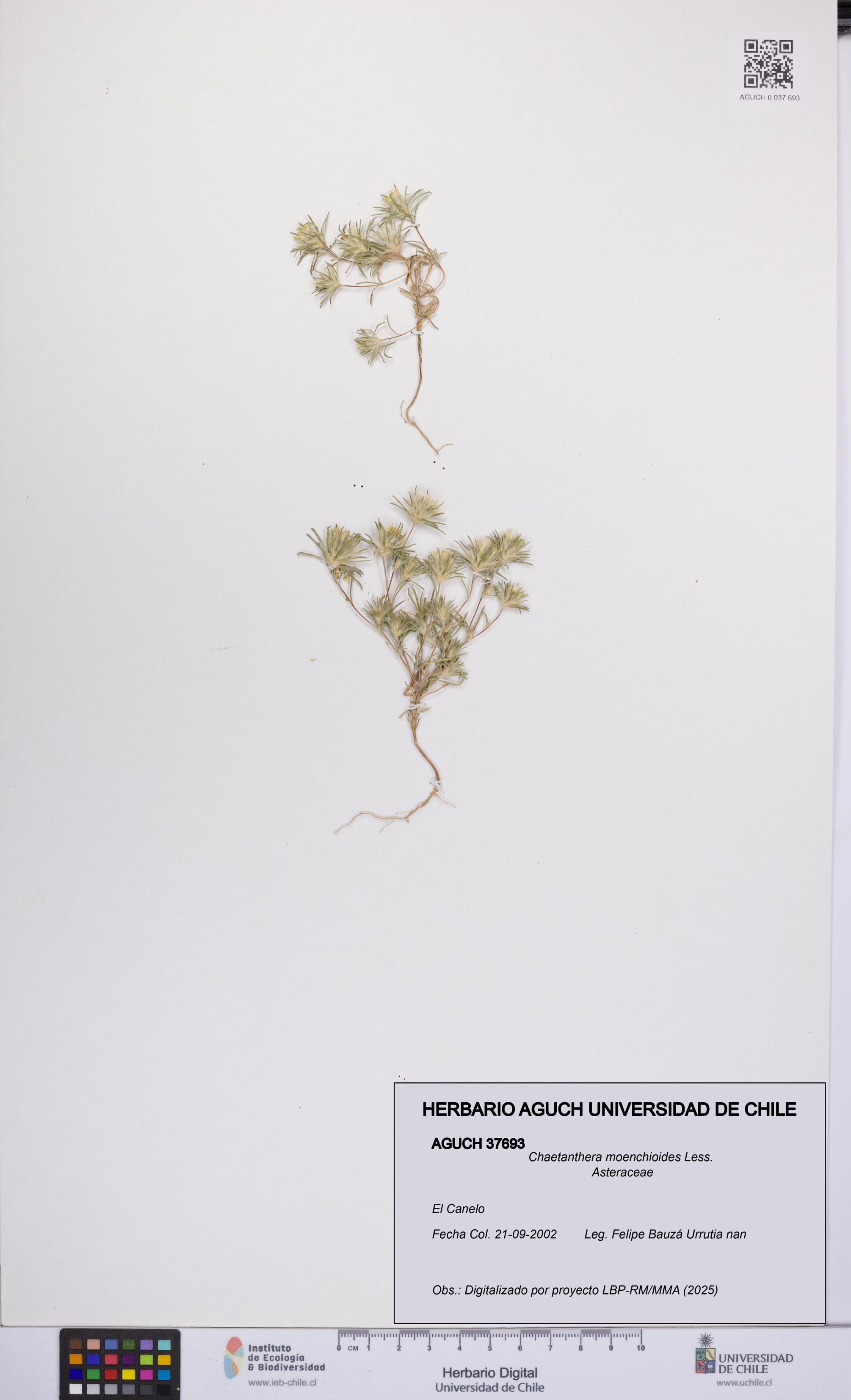 Chaetanthera moenchioides [Espécimen: UCH:AGUCH:0037693]