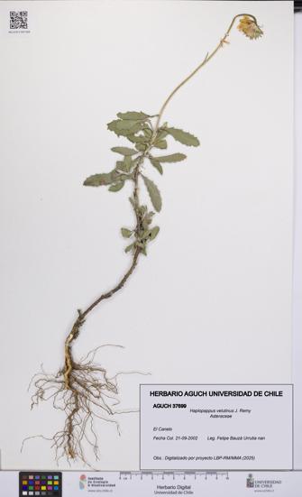 Haplopappus velutinus [Espécimen: UCH:AGUCH:0037699]