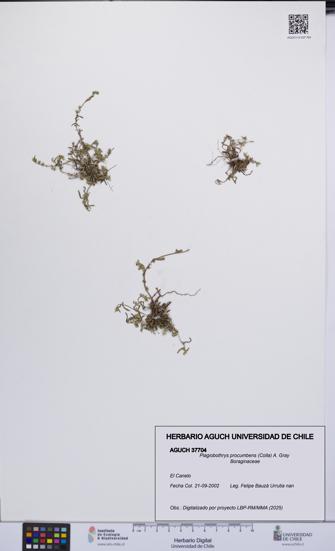 Plagiobothrys procumbens [Espécimen: UCH:AGUCH:0037704]