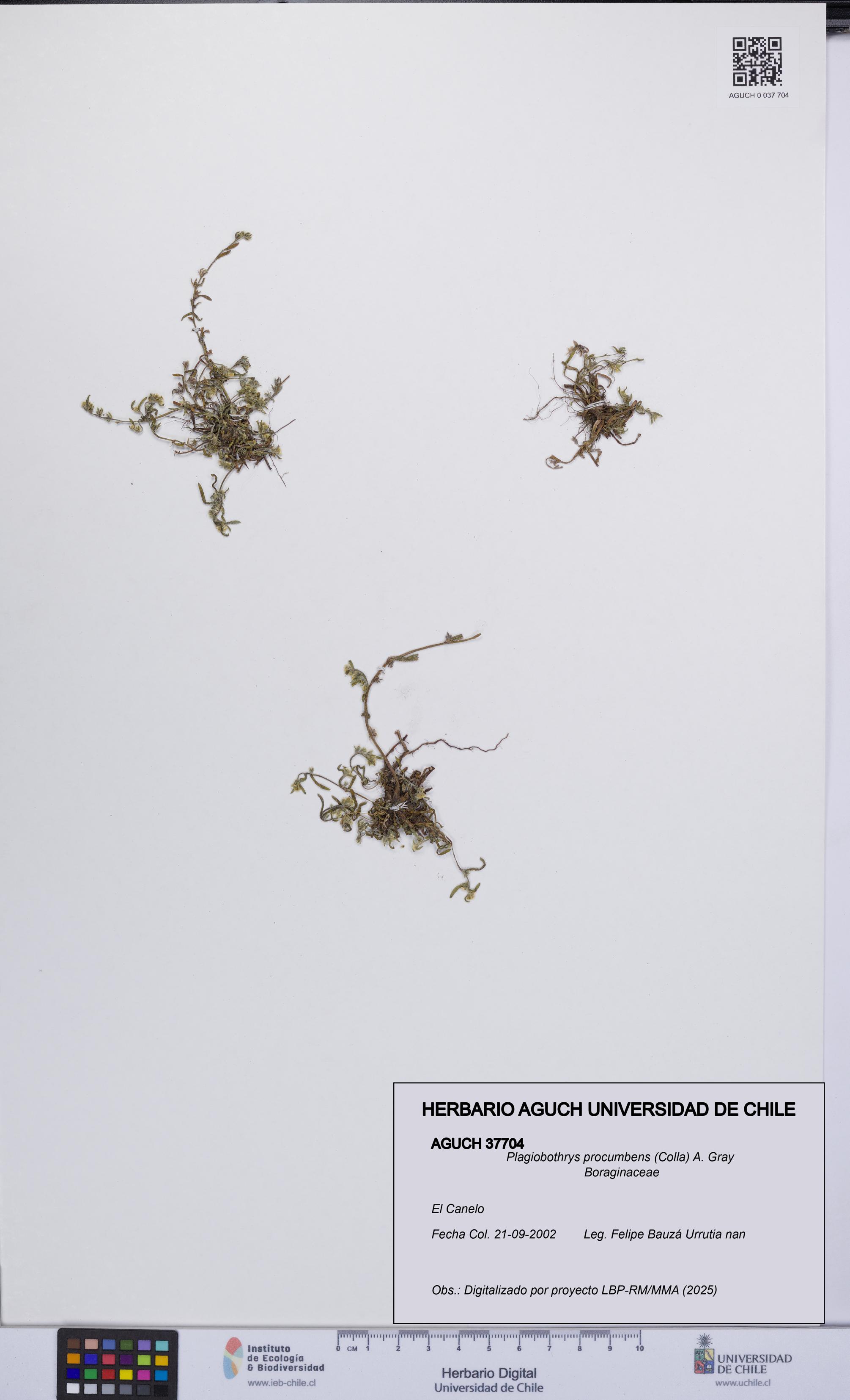 Plagiobothrys procumbens [Espécimen: UCH:AGUCH:0037704]