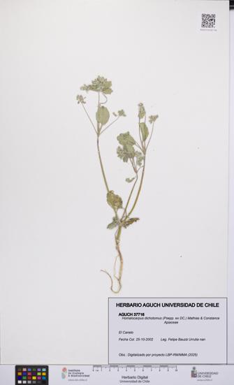 Homalocarpus dichotomus [Espécimen: UCH:AGUCH:0037716]