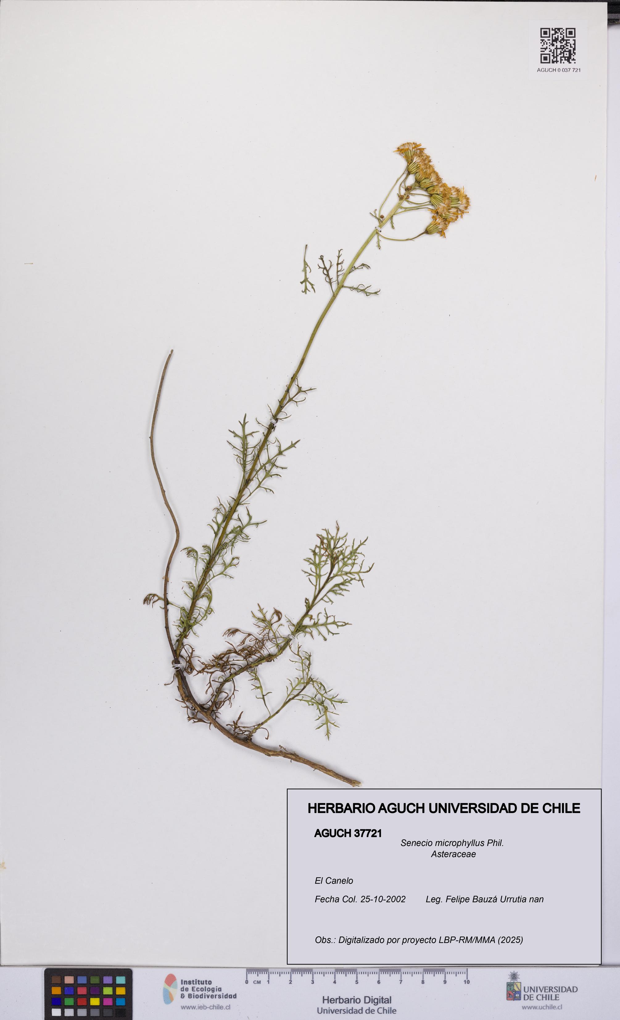 Senecio microphyllus [Espécimen: UCH:AGUCH:0037721]