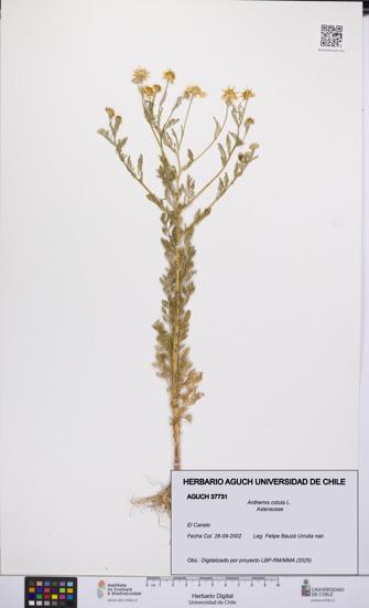 Anthemis cotula [Espécimen: UCH:AGUCH:0037731]