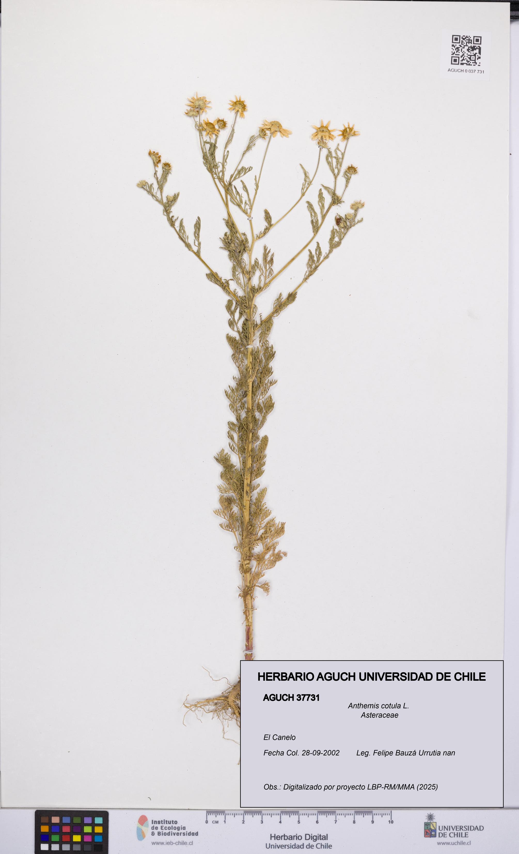 Anthemis cotula [Espécimen: UCH:AGUCH:0037731]