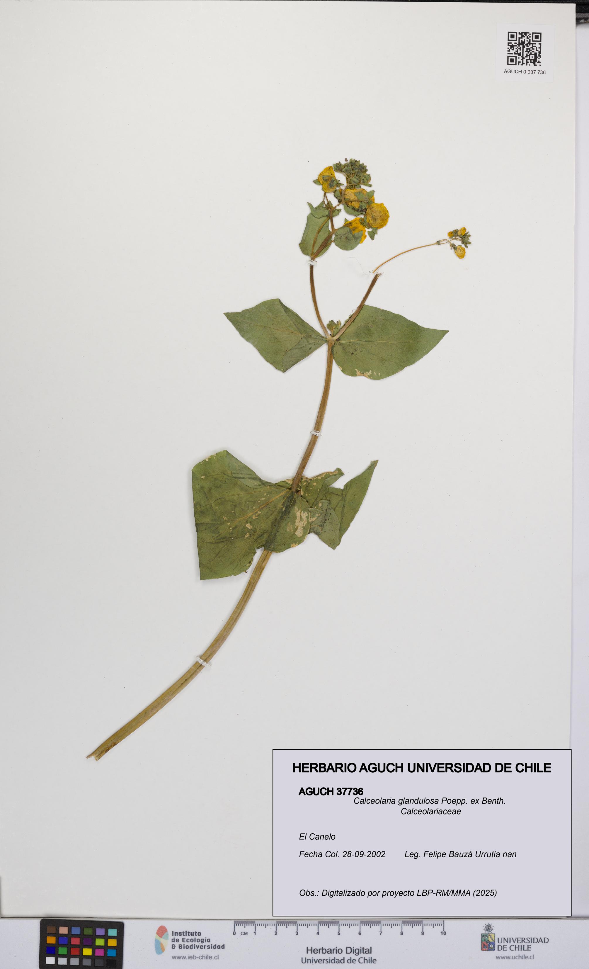 Calceolaria glandulosa [Espécimen: UCH:AGUCH:0037736]