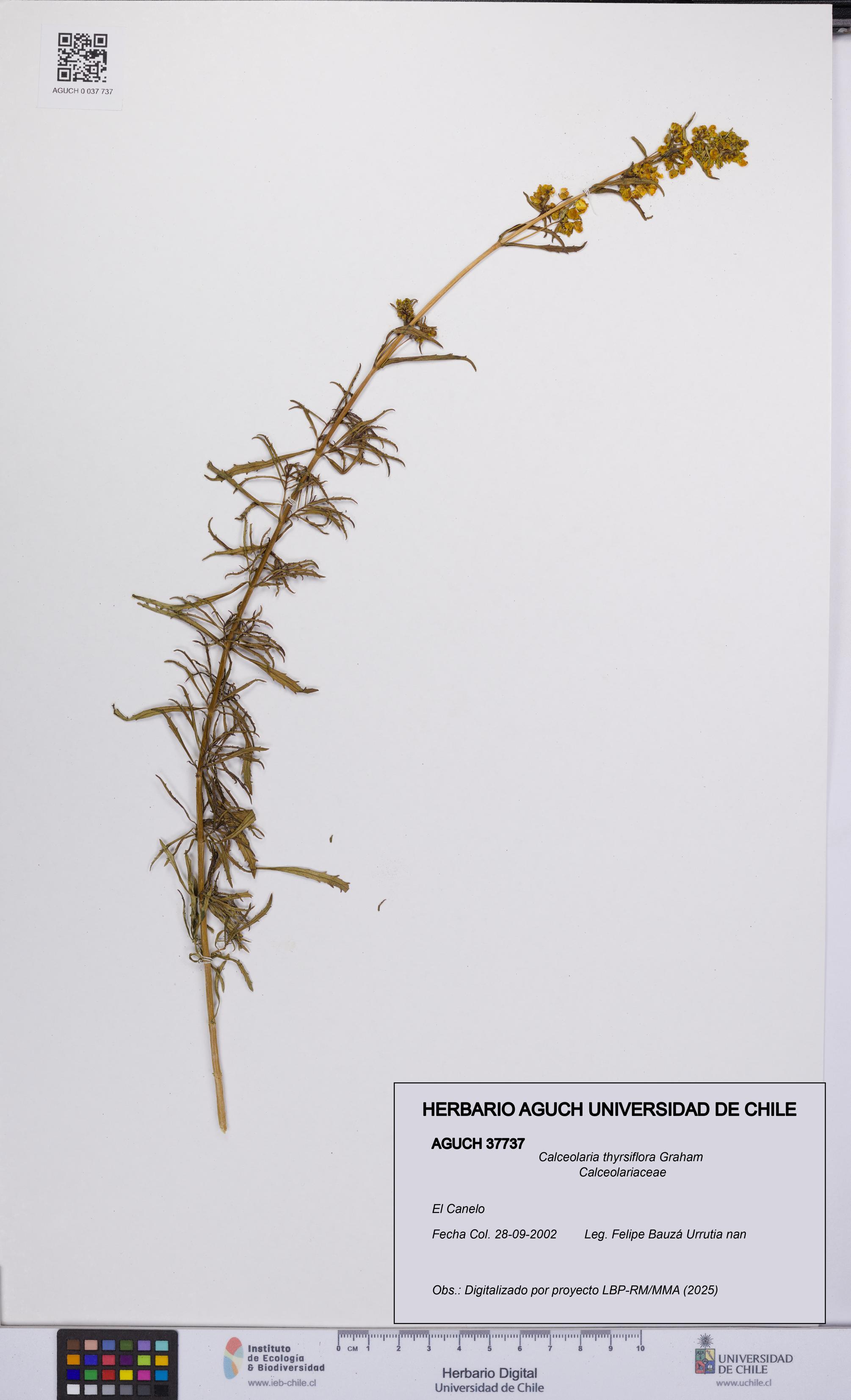 Calceolaria thyrsiflora [Espécimen: UCH:AGUCH:0037737]