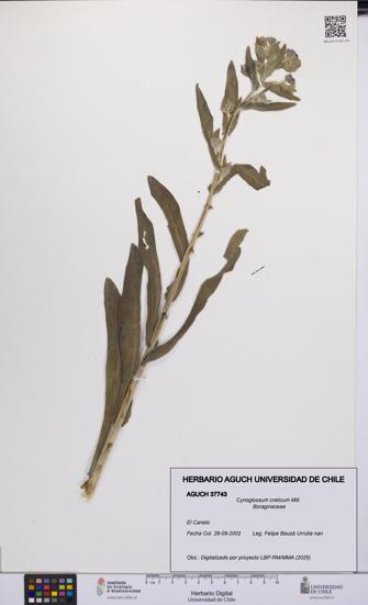 Cynoglossum creticum [Espécimen: UCH:AGUCH:0037743]