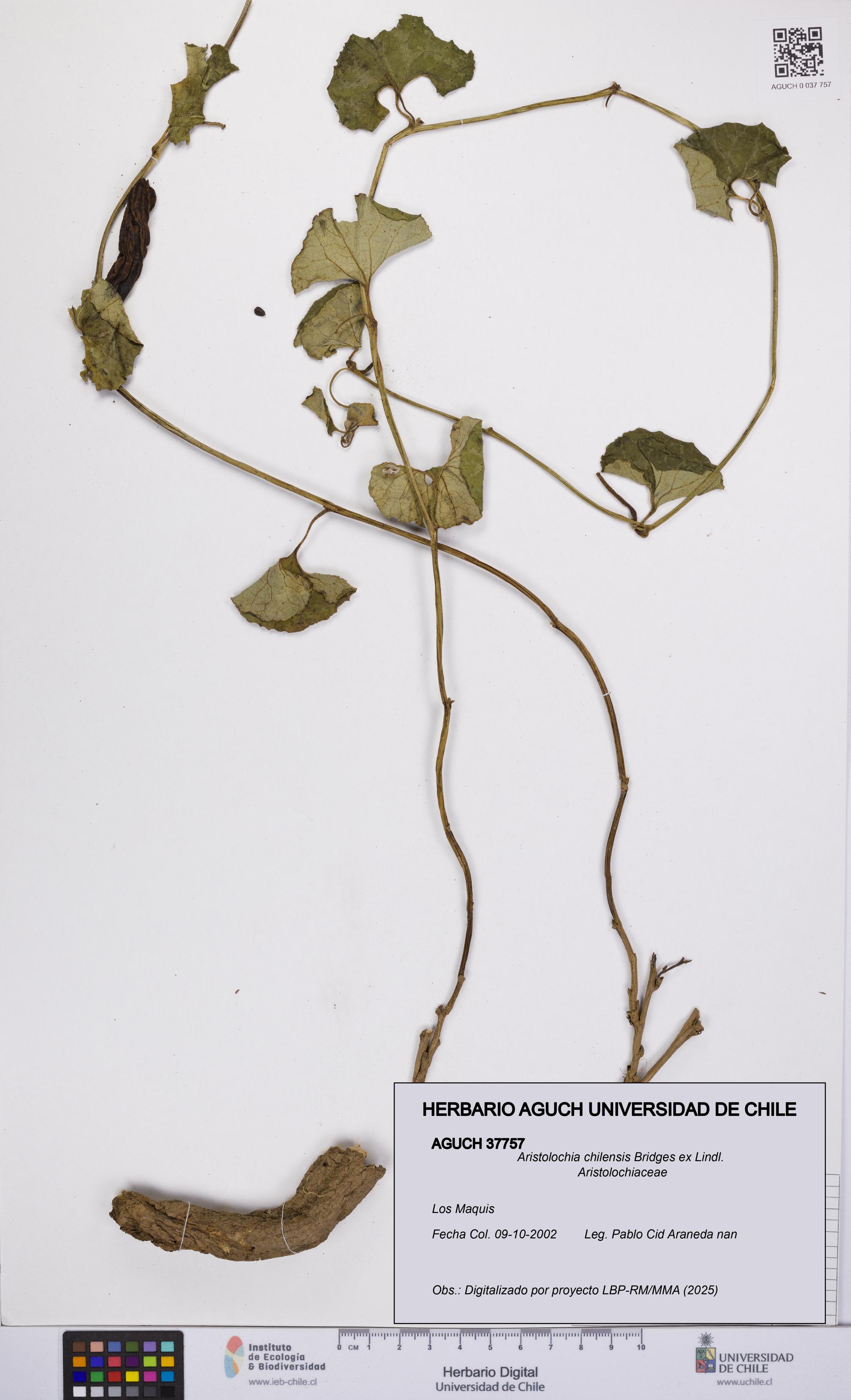 Aristolochia chilensis [Espécimen: UCH:AGUCH:0037757]