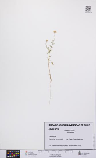 Anthemis cotula [Espécimen: UCH:AGUCH:0037758]