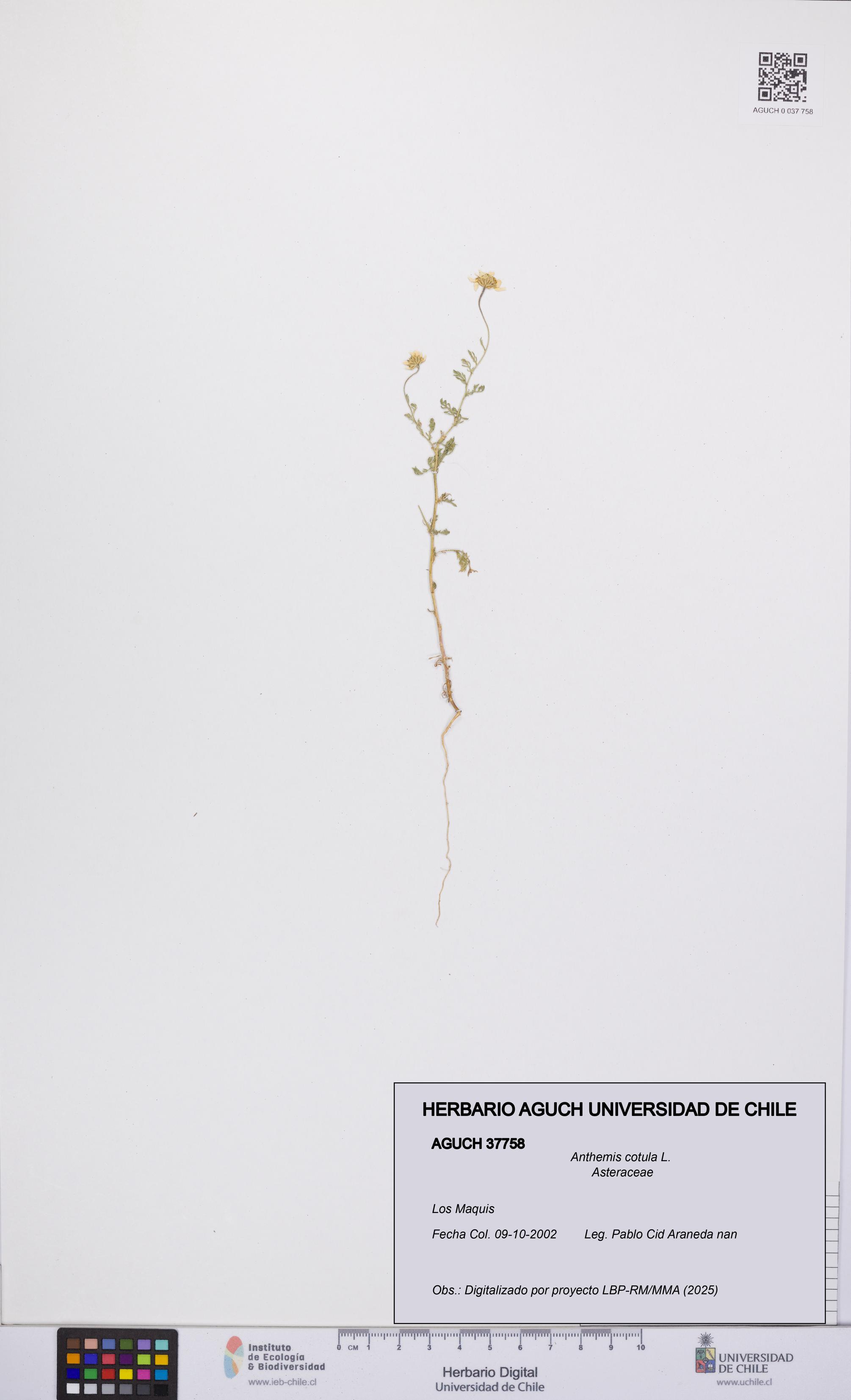 Anthemis cotula [Espécimen: UCH:AGUCH:0037758]
