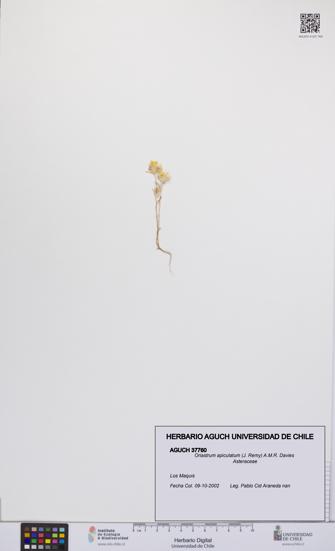 Oriastrum apiculatum [Espécimen: UCH:AGUCH:0037760]