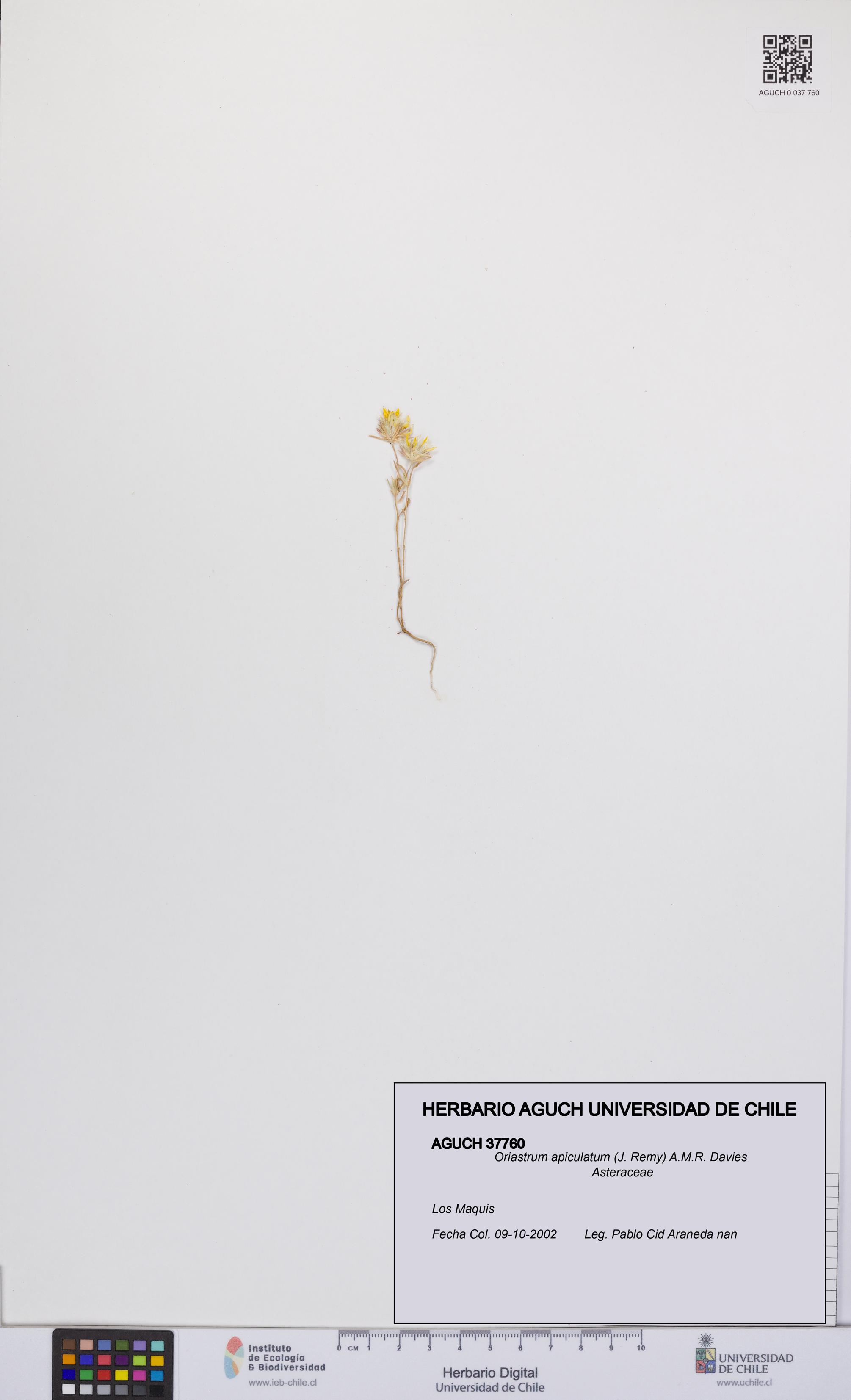 Oriastrum apiculatum [Espécimen: UCH:AGUCH:0037760]
