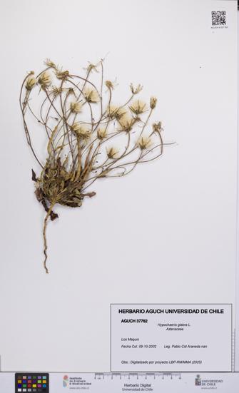 Hypochaeris glabra [Espécimen: UCH:AGUCH:0037762]