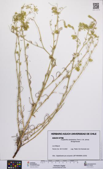 Cryptantha clandestina [Espécimen: UCH:AGUCH:0037766]