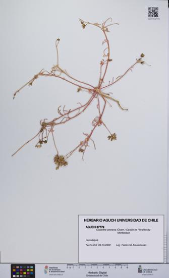 Cistanthe arenaria [Espécimen: UCH:AGUCH:0037779]