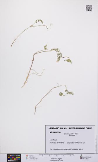 Daucus pusillus [Espécimen: UCH:AGUCH:0037789]