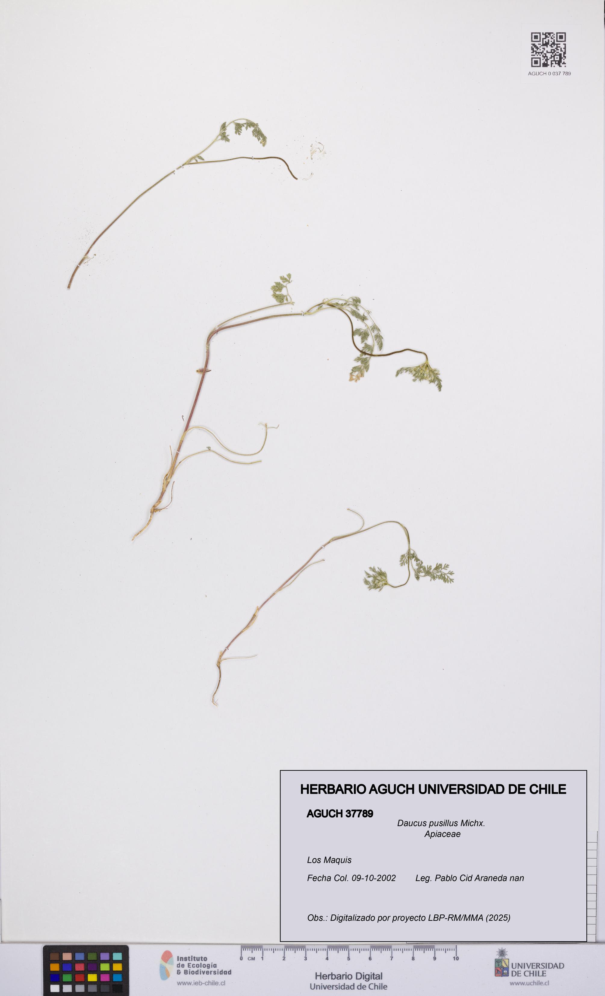 Daucus pusillus [Espécimen: UCH:AGUCH:0037789]
