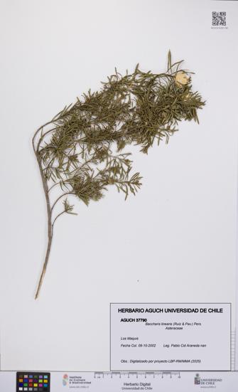 Baccharis linearis [Espécimen: UCH:AGUCH:0037790]
