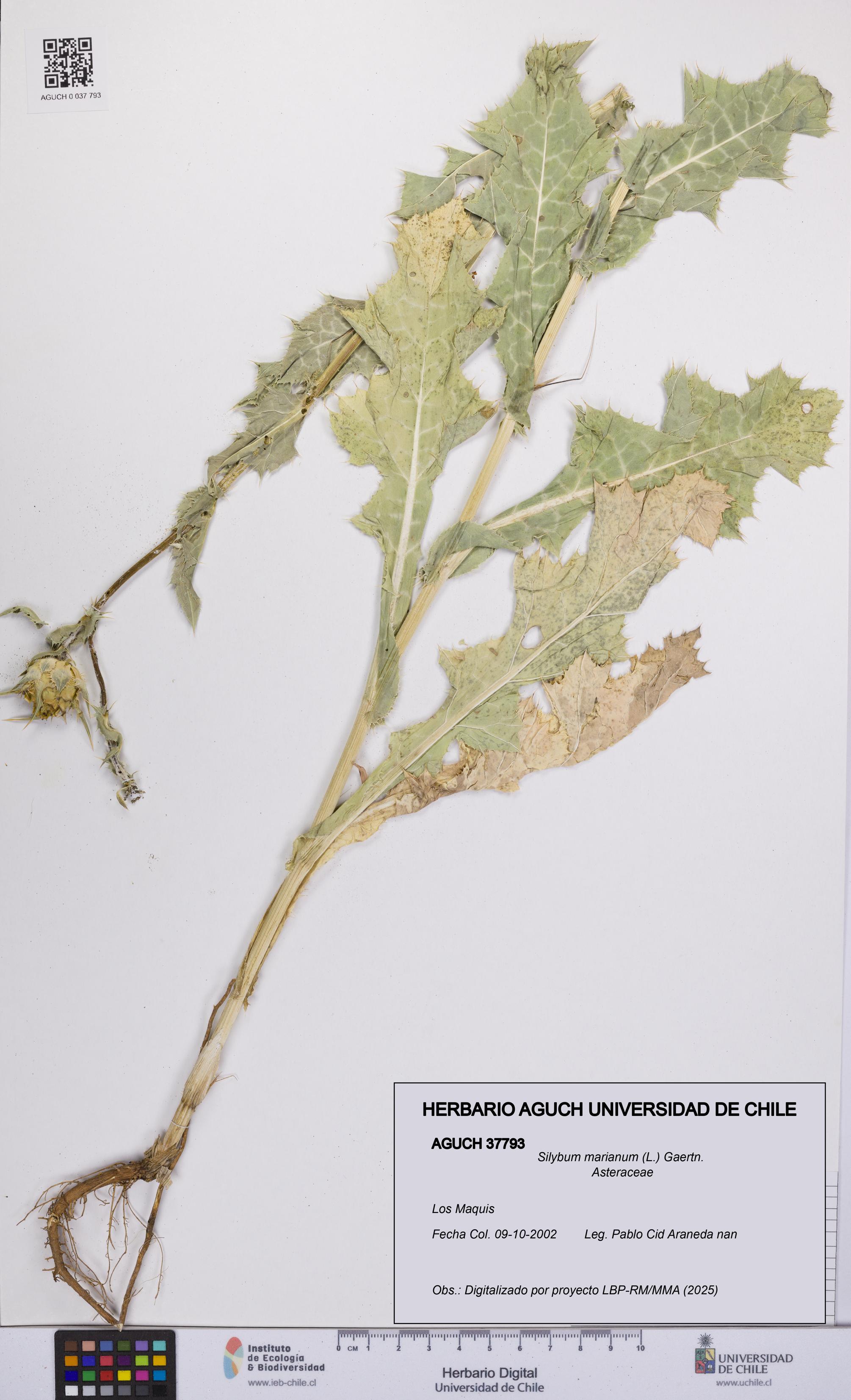 Silybum marianum [Espécimen: UCH:AGUCH:0037793]