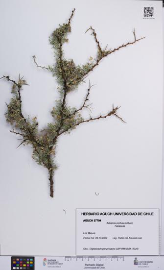 Adesmia confusa [Espécimen: UCH:AGUCH:0037794]