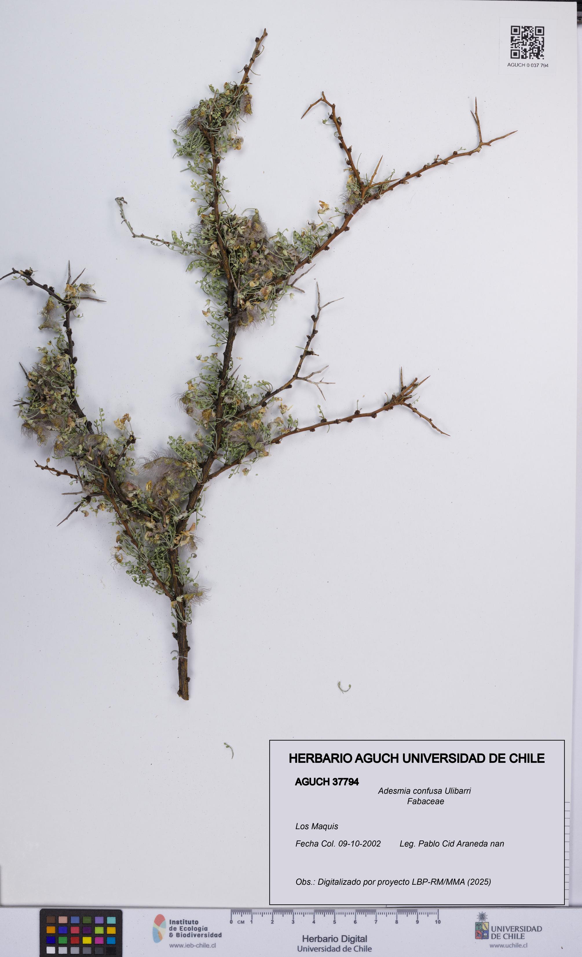 Adesmia confusa [Espécimen: UCH:AGUCH:0037794]