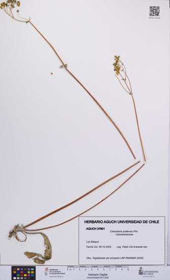 Calceolaria pratensis [Espécimen: UCH:AGUCH:0037801]