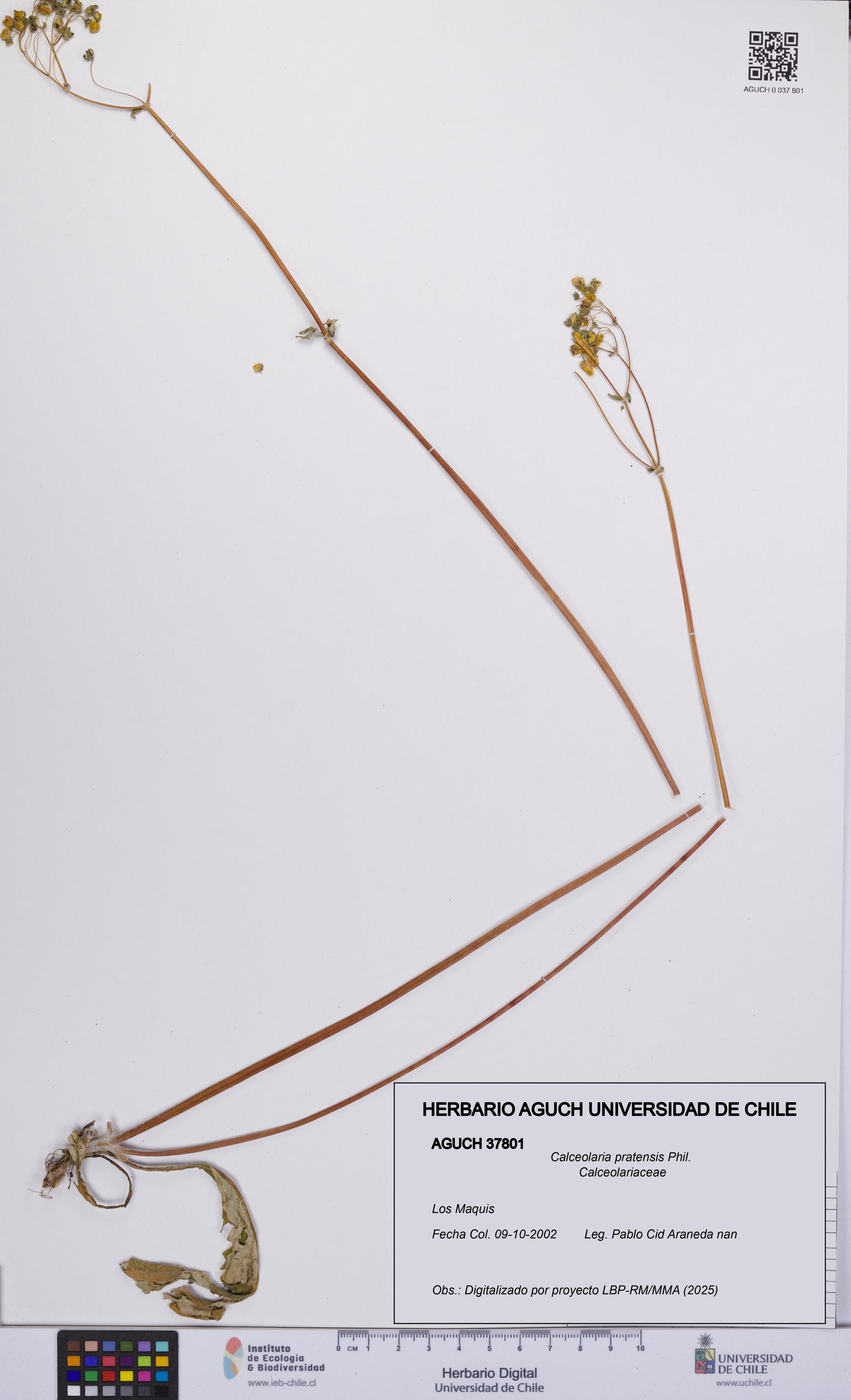 Calceolaria pratensis [Espécimen: UCH:AGUCH:0037801]