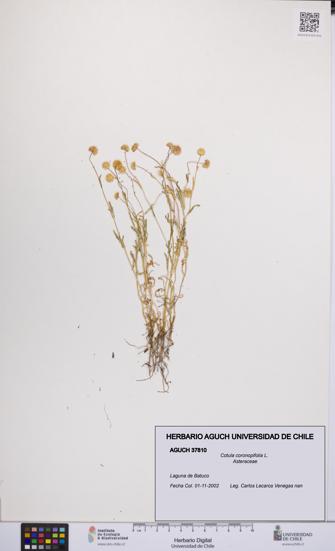 Cotula coronopifolia [Espécimen: UCH:AGUCH:0037810]