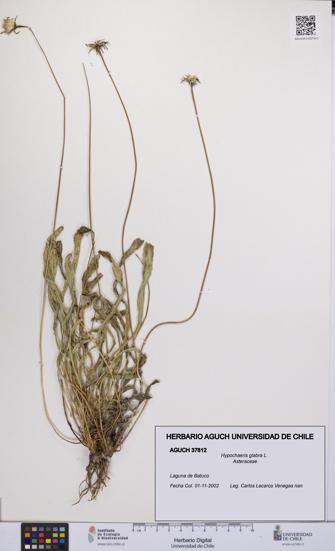 Hypochaeris glabra [Espécimen: UCH:AGUCH:0037812]