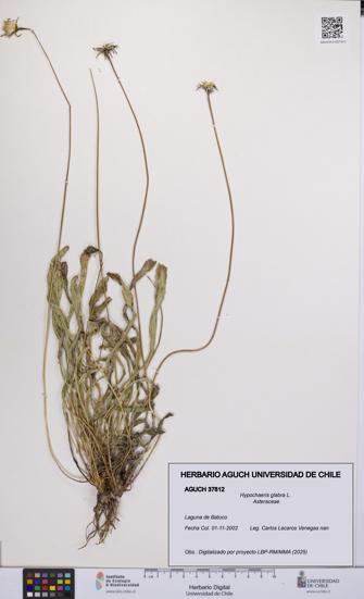 Hypochaeris glabra [Espécimen: UCH:AGUCH:0037812]