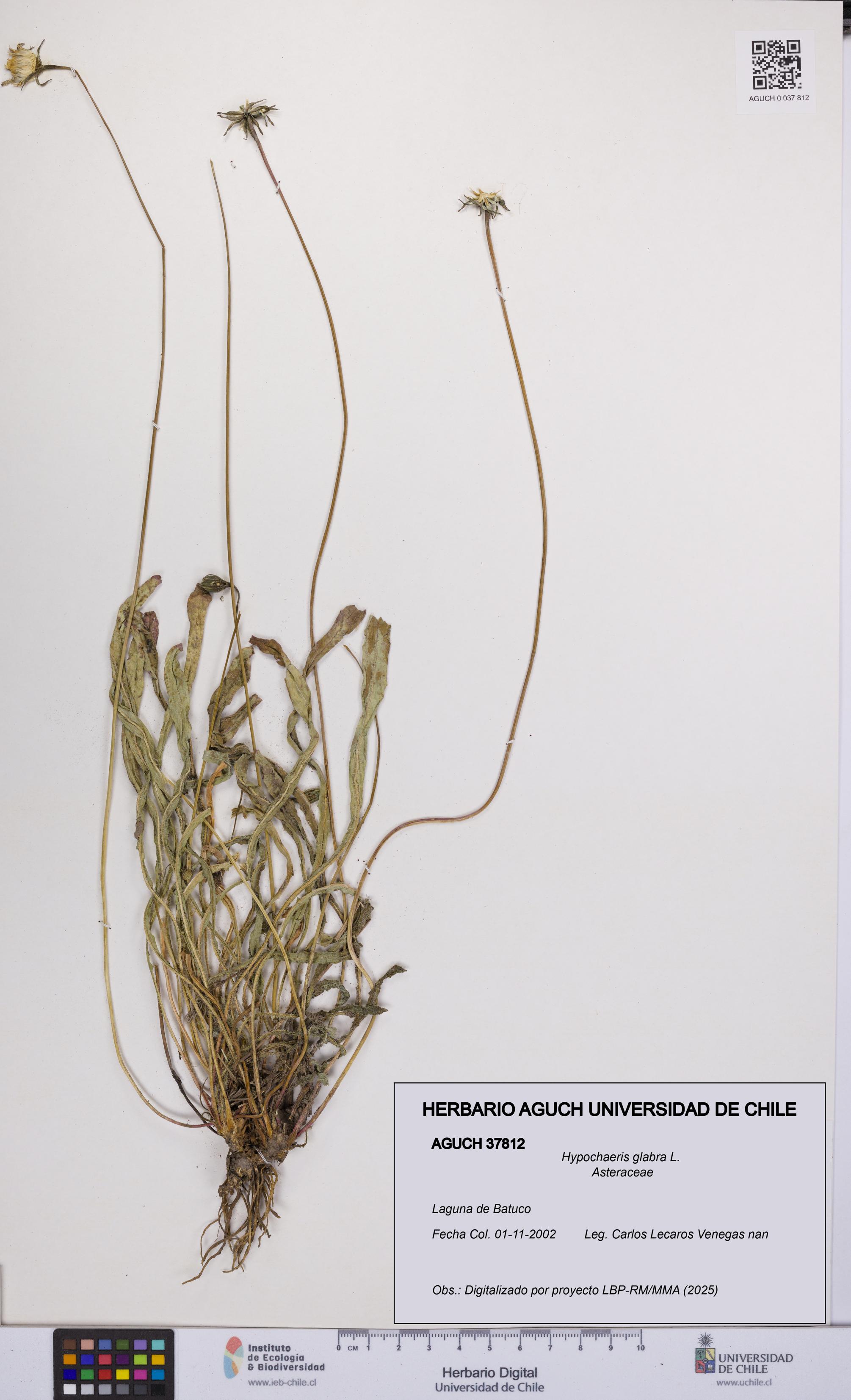 Hypochaeris glabra [Espécimen: UCH:AGUCH:0037812]