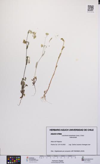 Leucheria tomentosa [Espécimen: UCH:AGUCH:0037834]