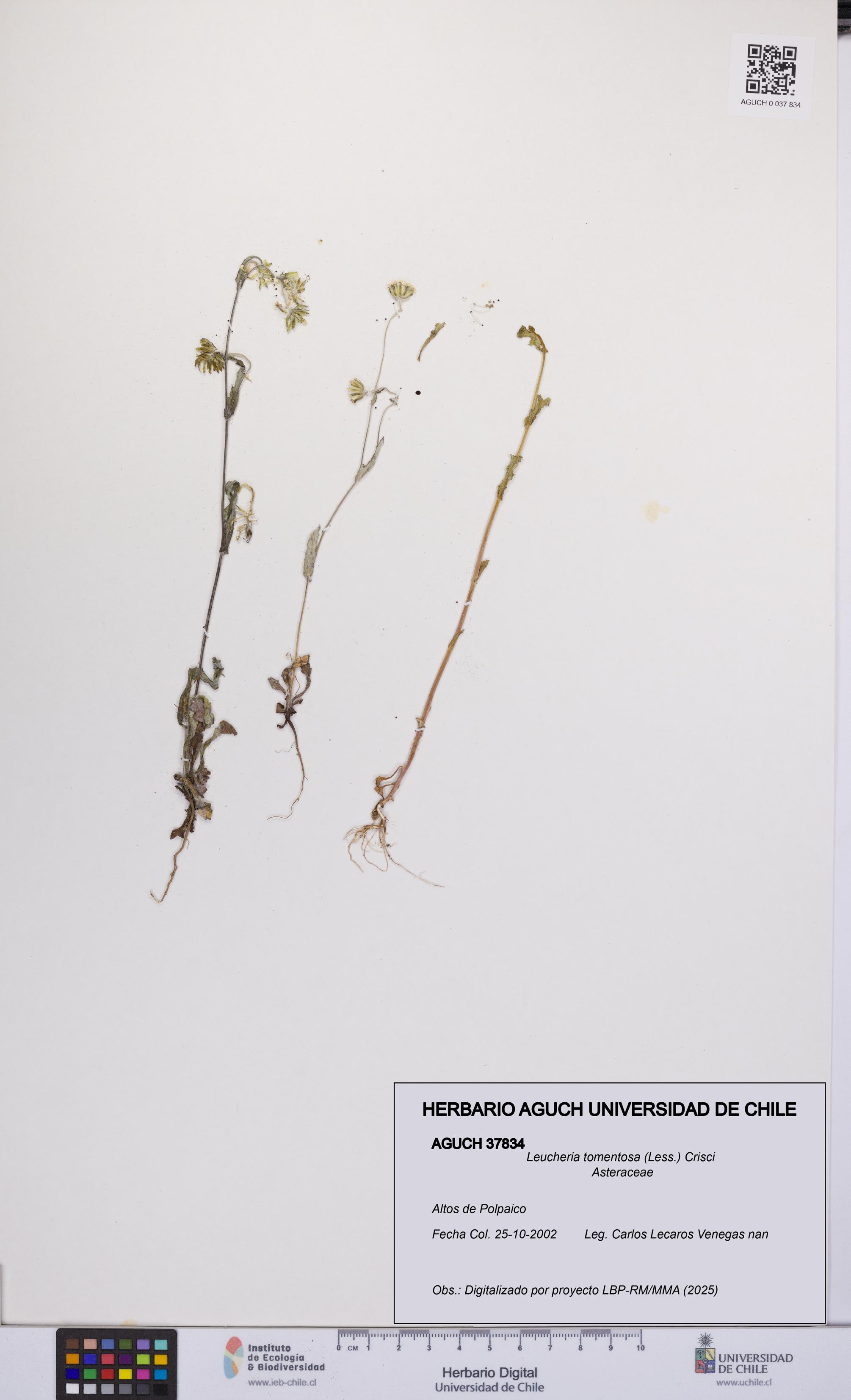 Leucheria tomentosa [Espécimen: UCH:AGUCH:0037834]