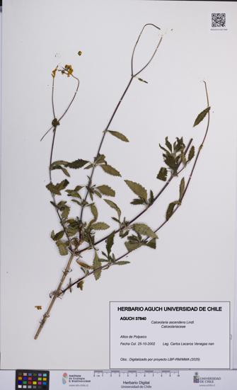 Calceolaria ascendens [Espécimen: UCH:AGUCH:0037840]