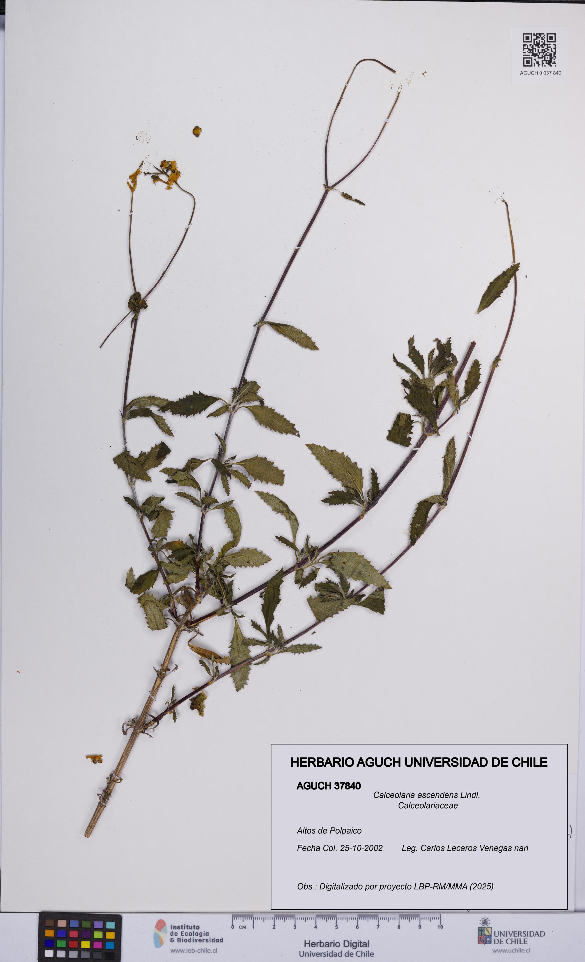 Calceolaria ascendens [Espécimen: UCH:AGUCH:0037840]