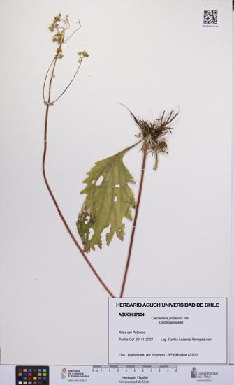 Calceolaria pratensis [Espécimen: UCH:AGUCH:0037854]