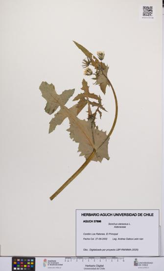 Sonchus oleraceus [Espécimen: UCH:AGUCH:0037896]