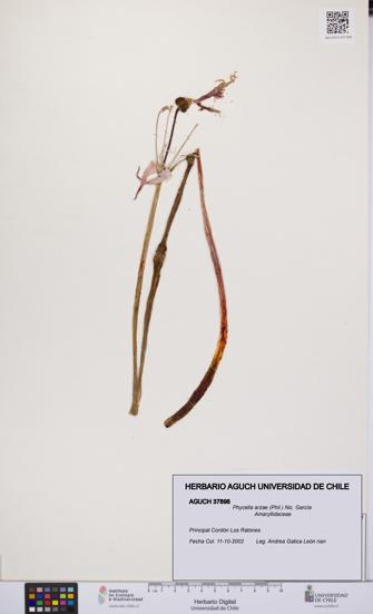 Phycella arzae [Espécimen: UCH:AGUCH:0037898]