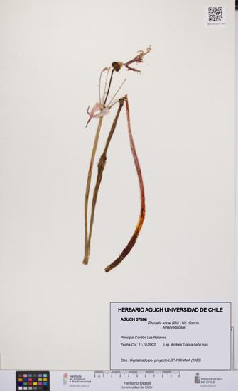 Phycella arzae [Espécimen: UCH:AGUCH:0037898]