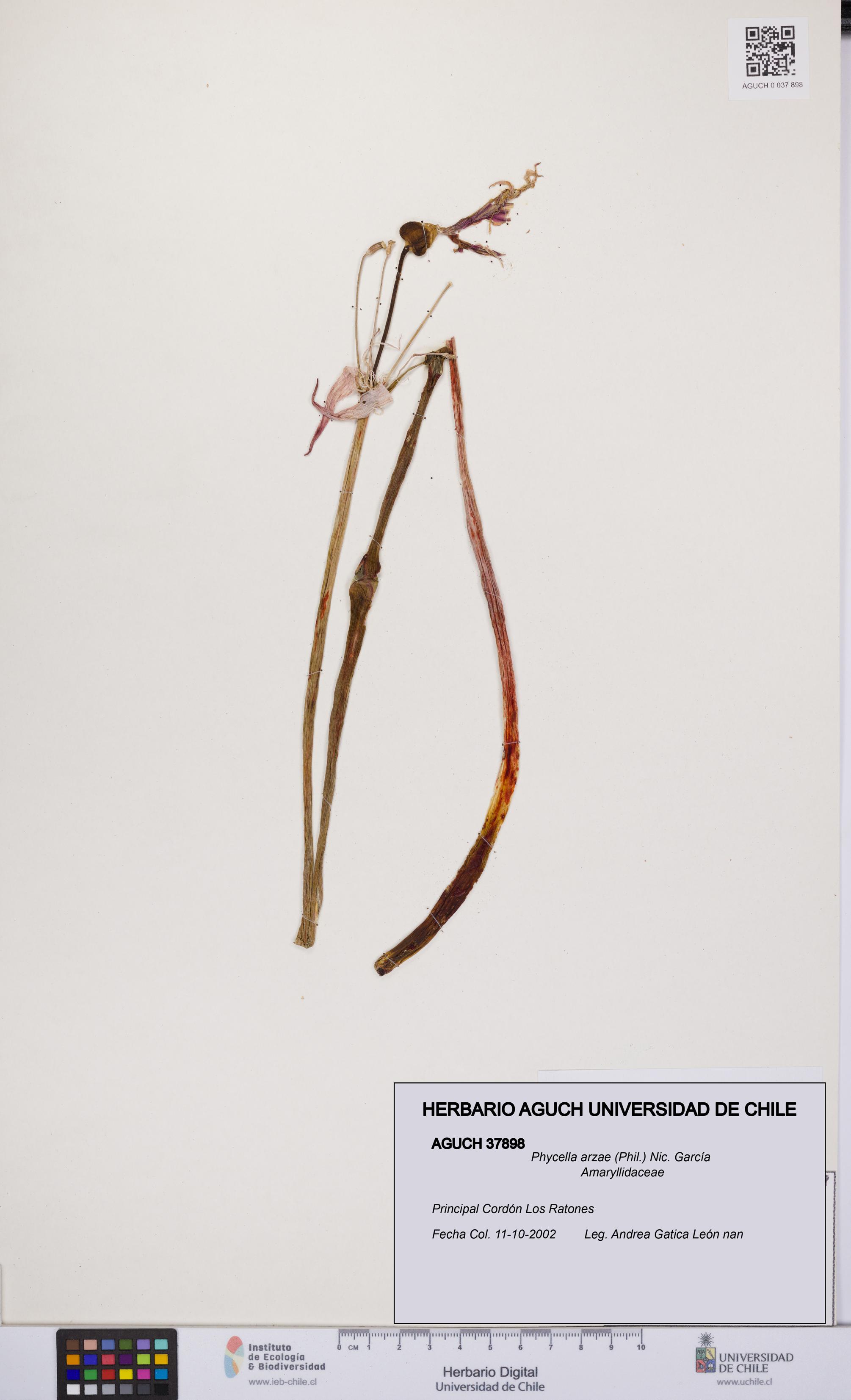 Phycella arzae [Espécimen: UCH:AGUCH:0037898]