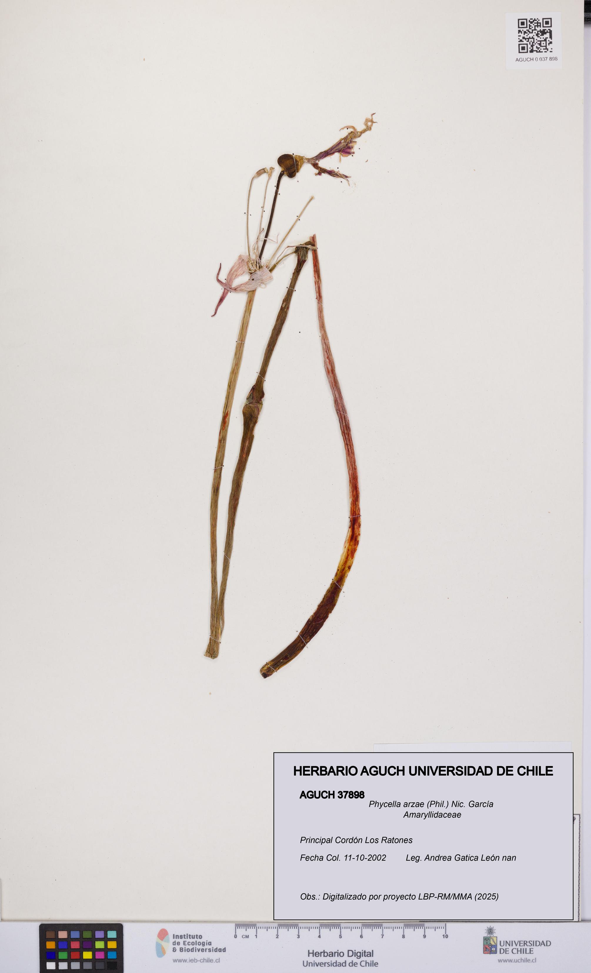 Phycella arzae [Espécimen: UCH:AGUCH:0037898]