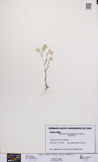 Gamochaeta stachydifolia [Espécimen: UCH:AGUCH:0037899]