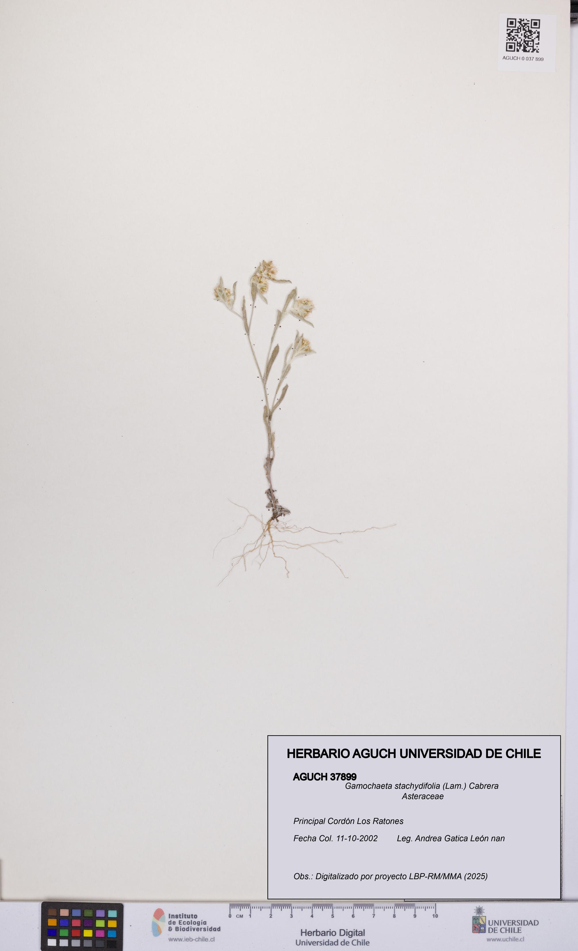 Gamochaeta stachydifolia [Espécimen: UCH:AGUCH:0037899]