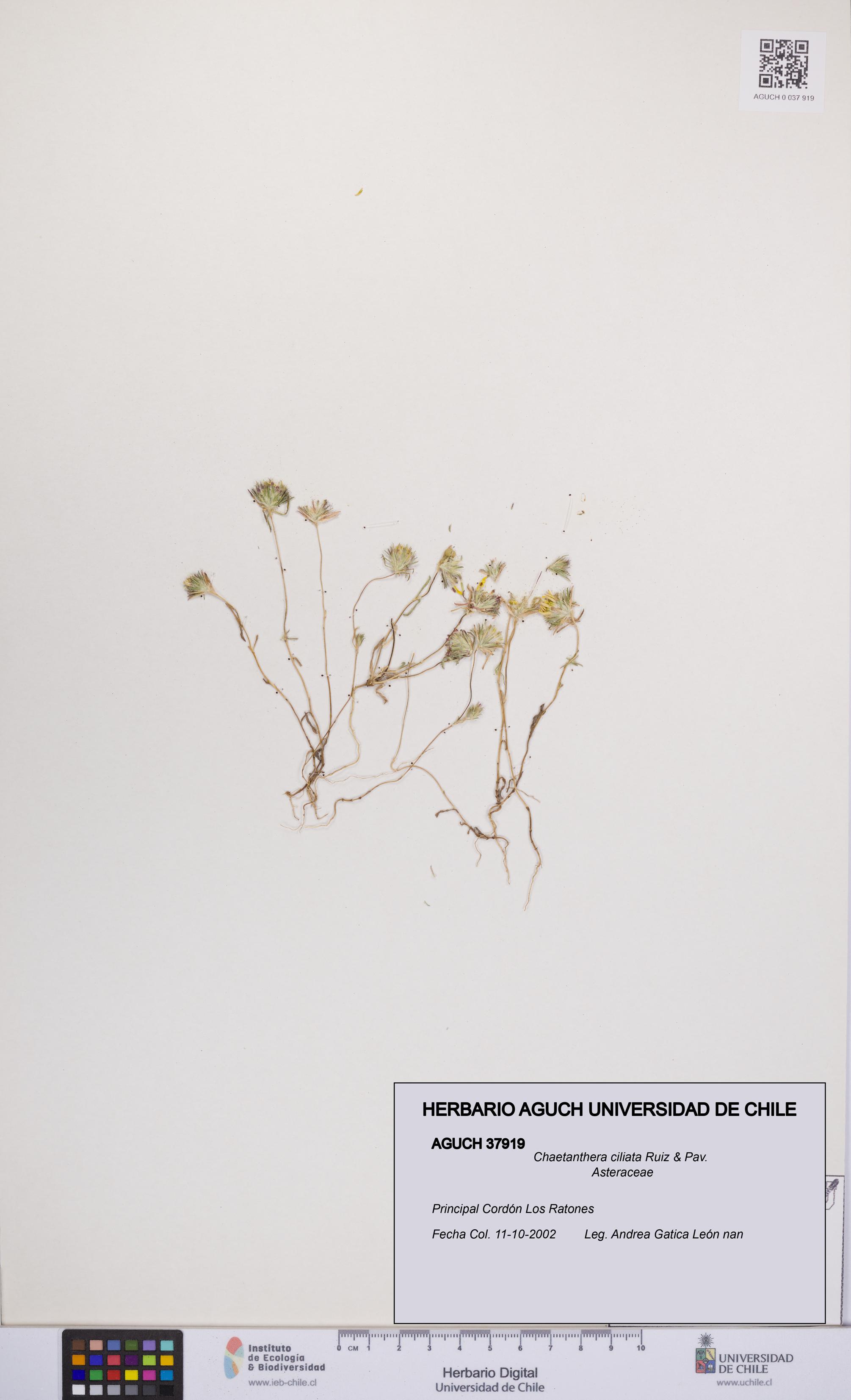 Chaetanthera ciliata [Espécimen: UCH:AGUCH:0037919]